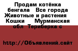 Продам котёнка бенгала - Все города Животные и растения » Кошки   . Мурманская обл.,Териберка с.